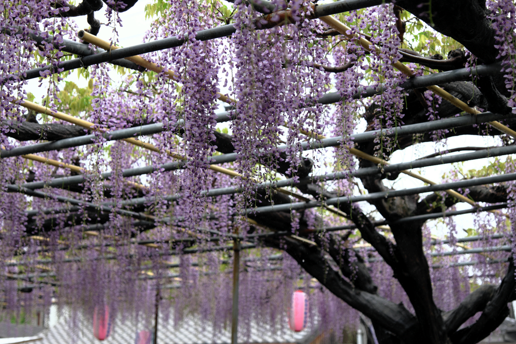 地元の藤園ロケハン＃４