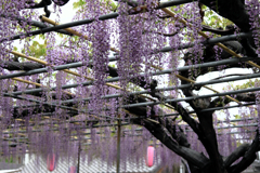 地元の藤園ロケハン#4