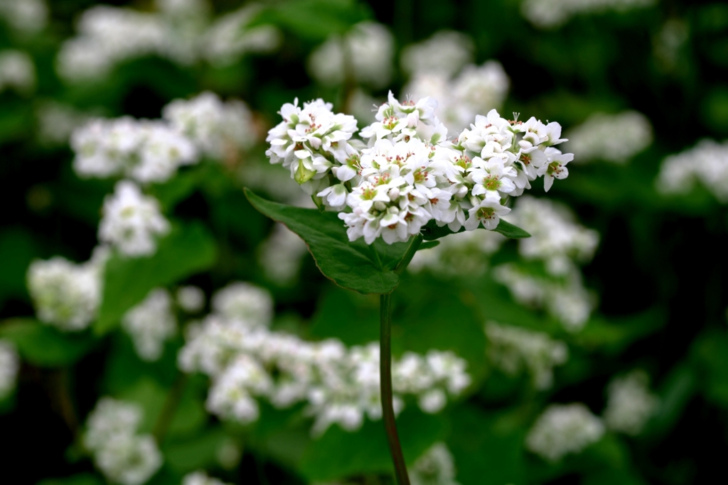 季節外れの早咲きソバの花＃６
