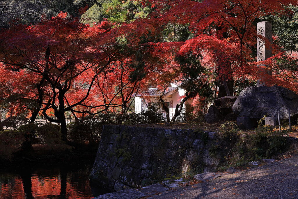 見頃を迎えた松平郷の紅葉＃４