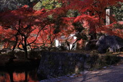 見頃を迎えた松平郷の紅葉＃４