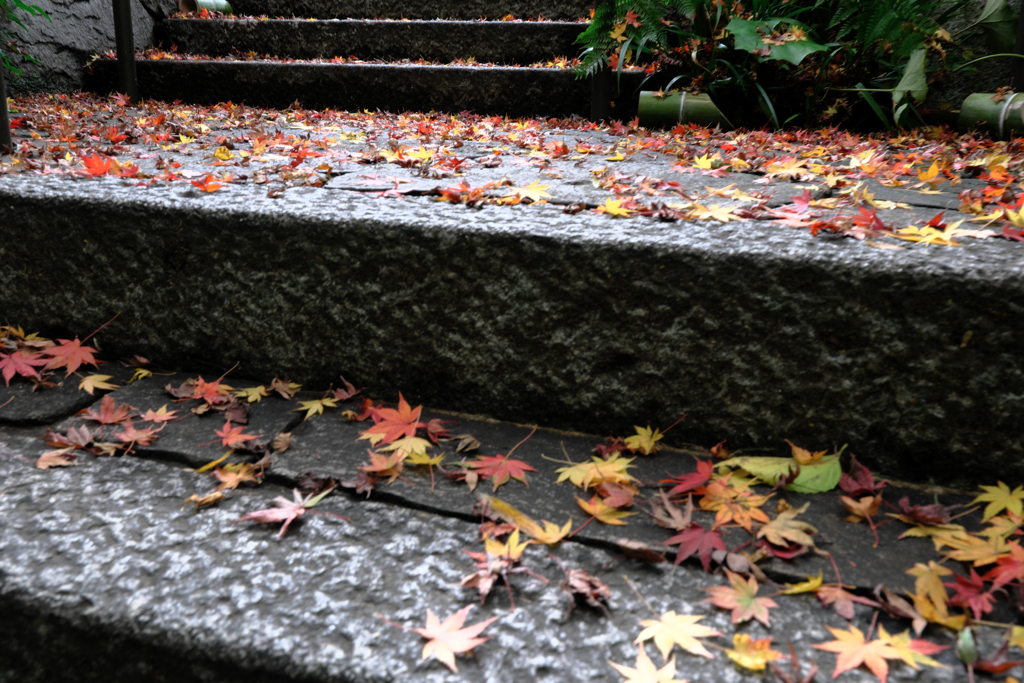 秋深し丈山苑も秋本番＃１０