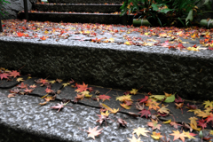 秋深し丈山苑も秋本番#10