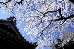 専修坊の枝垂れサクラ満開＃７