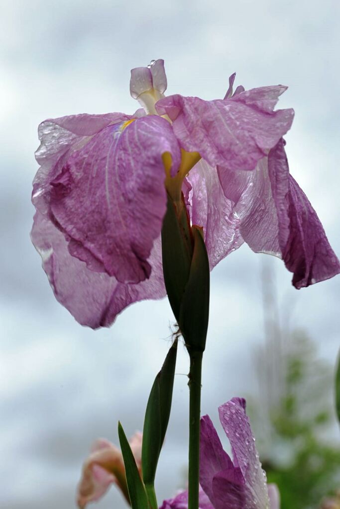 小雨が降る中での花菖蒲＃６