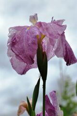 小雨が降る中での花菖蒲＃６