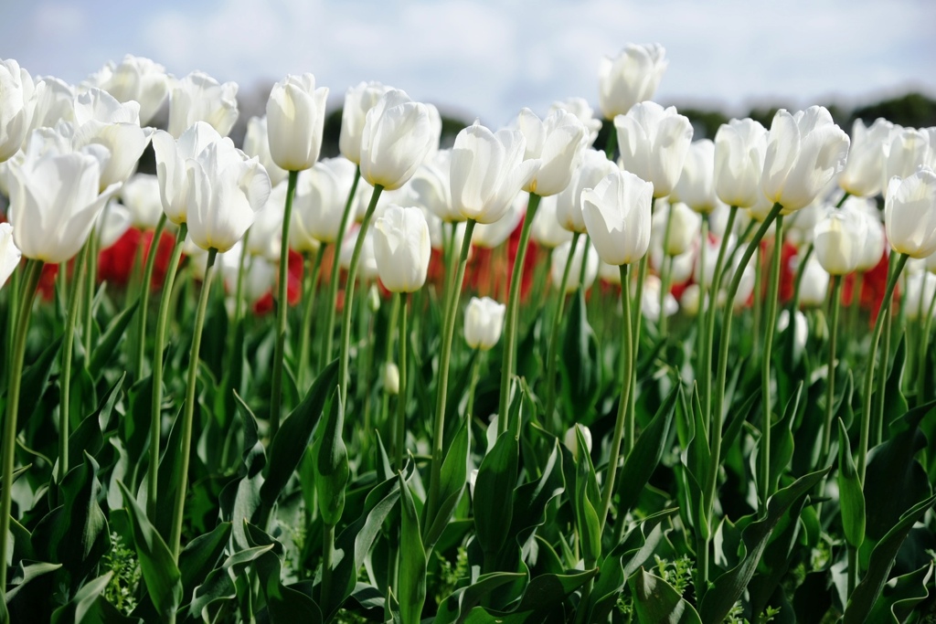 華麗な姿のチューリップ＃３