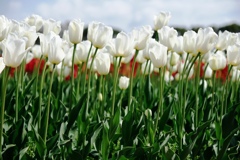 華麗な姿のチューリップ＃３