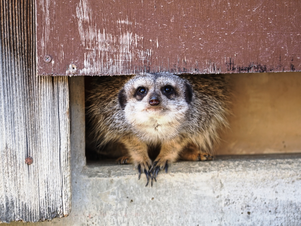 岡崎東公園の動物たち＃７