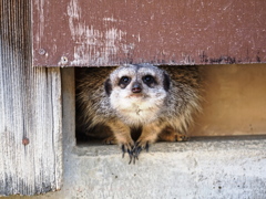 岡崎東公園の動物たち＃７