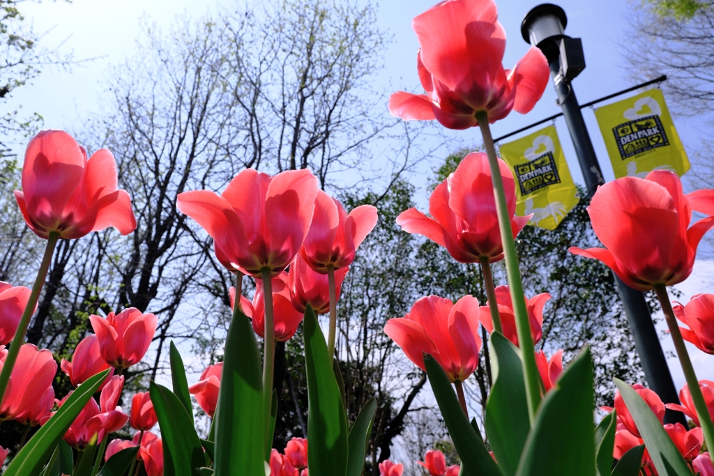 春爛漫チューリップたち＃２