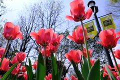 春爛漫チューリップたち＃２