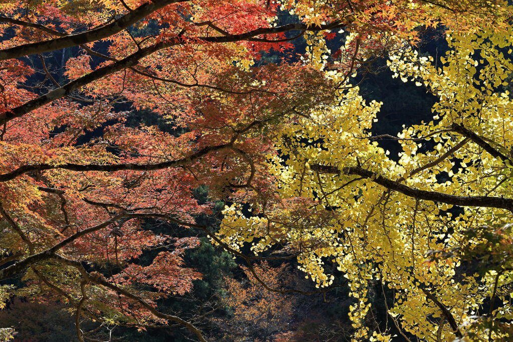 久し振りに大井平公園紅葉撮影＃１６