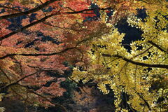 久し振りに大井平公園紅葉撮影＃１６