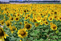 青空の下でヒマワリが見頃＃１０