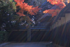 地元のお寺で紅葉狩り＃１