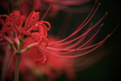 紅い彼岸花が咲き始めて＃２