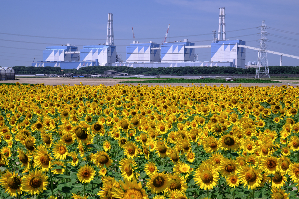 青空の下でヒマワリが見頃＃９