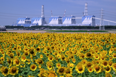 青空の下でヒマワリが見頃＃９