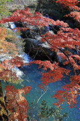 久し振りに大井平公園紅葉撮影＃１７