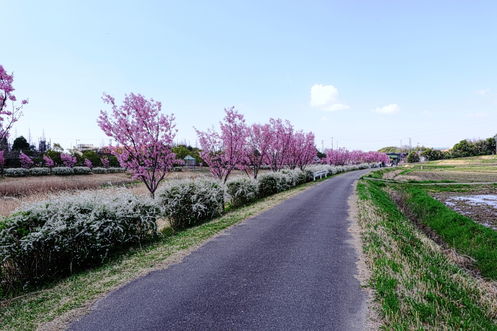 見頃の陽光桜並木道＃８