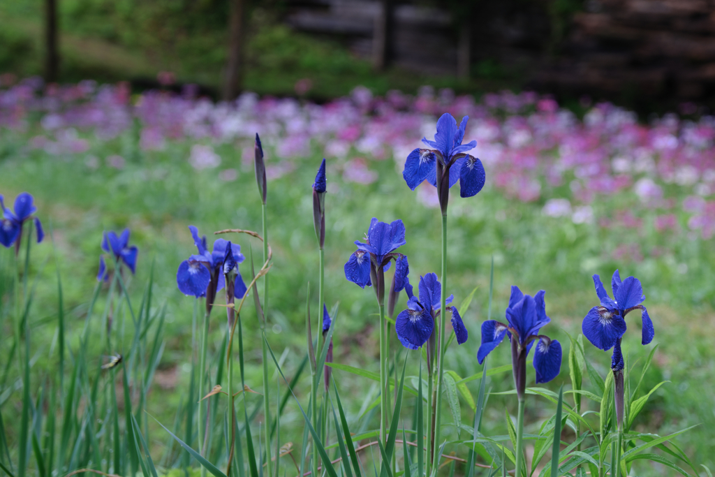 久し振りに会えたクリンソウ＃４