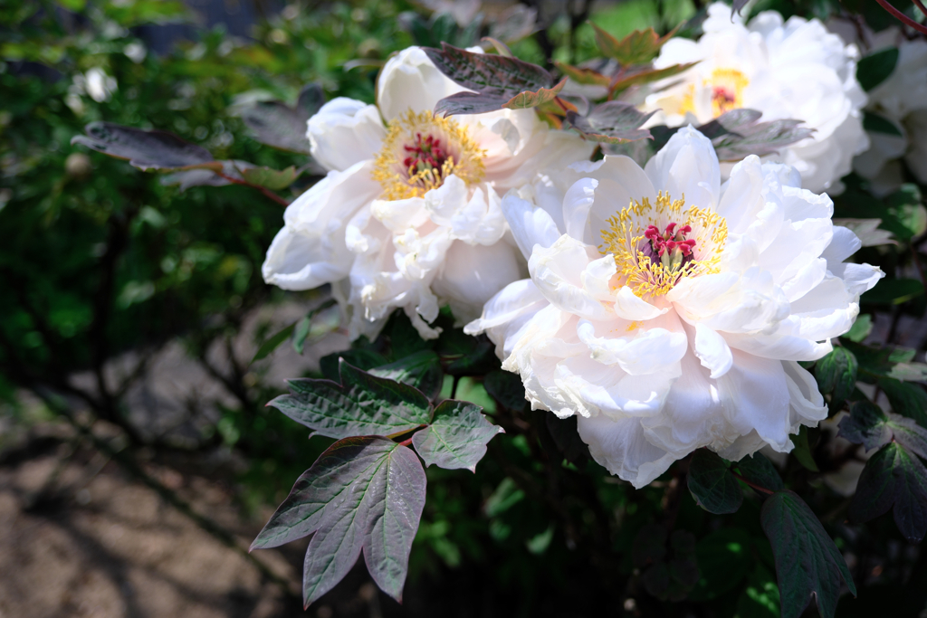 見頃を迎えた花牡丹＃４