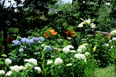 見頃を迎えた可睡ユリの園＃８