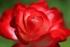 ミササガパークは薔薇が見頃#6