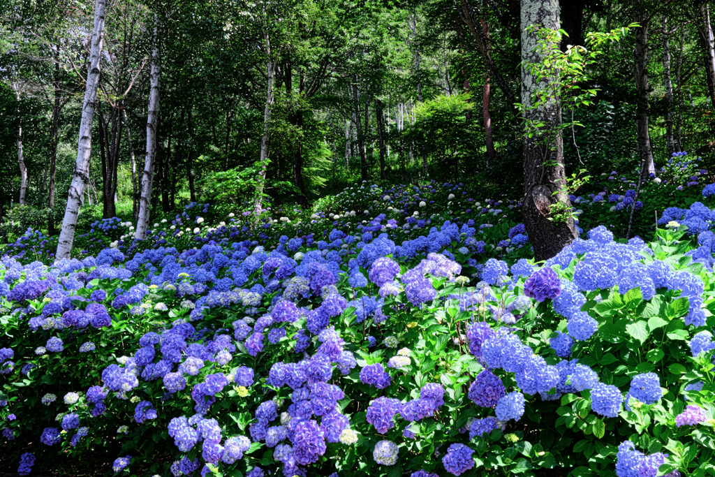 富士見高原・花の里＃２