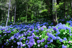 富士見高原・花の里#2