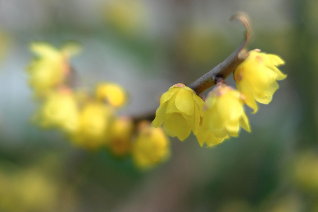 町内にある畑のロウバイが見頃＃９