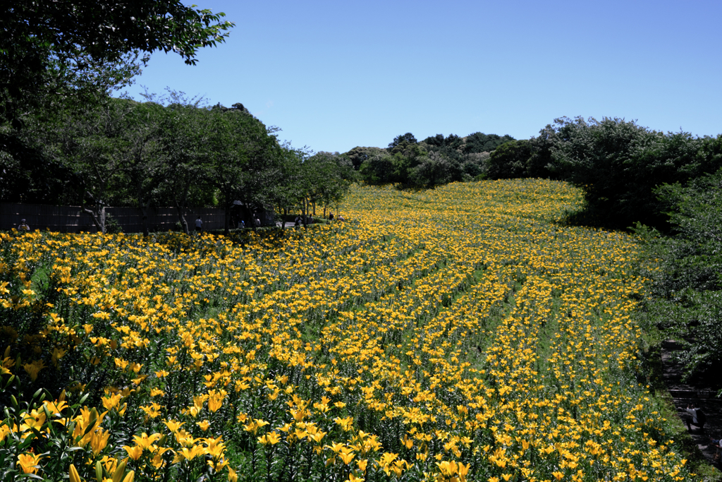 見頃を迎えた可睡ユリの園＃１