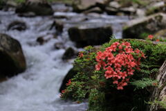 見頃を迎えた岩ツツジ＃３