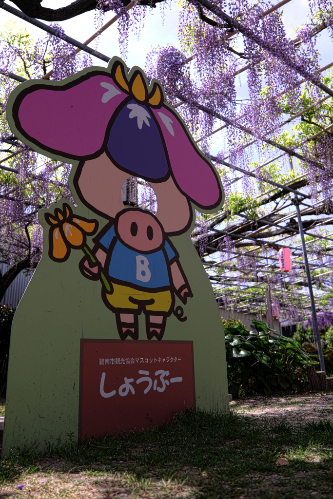ちょっと早かった広藤園の藤＃５
