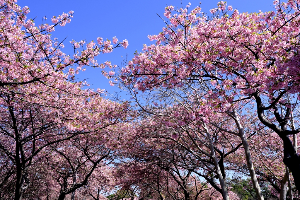 なばなの里・春真っ盛り＃５