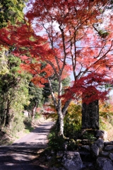 晩秋の紅葉撮影・雲興寺#10