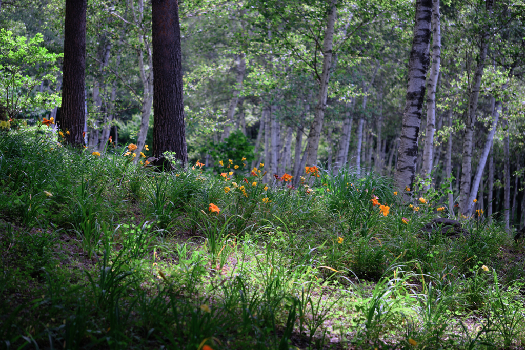 富士見高原・花の里＃９