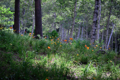 富士見高原・花の里#9