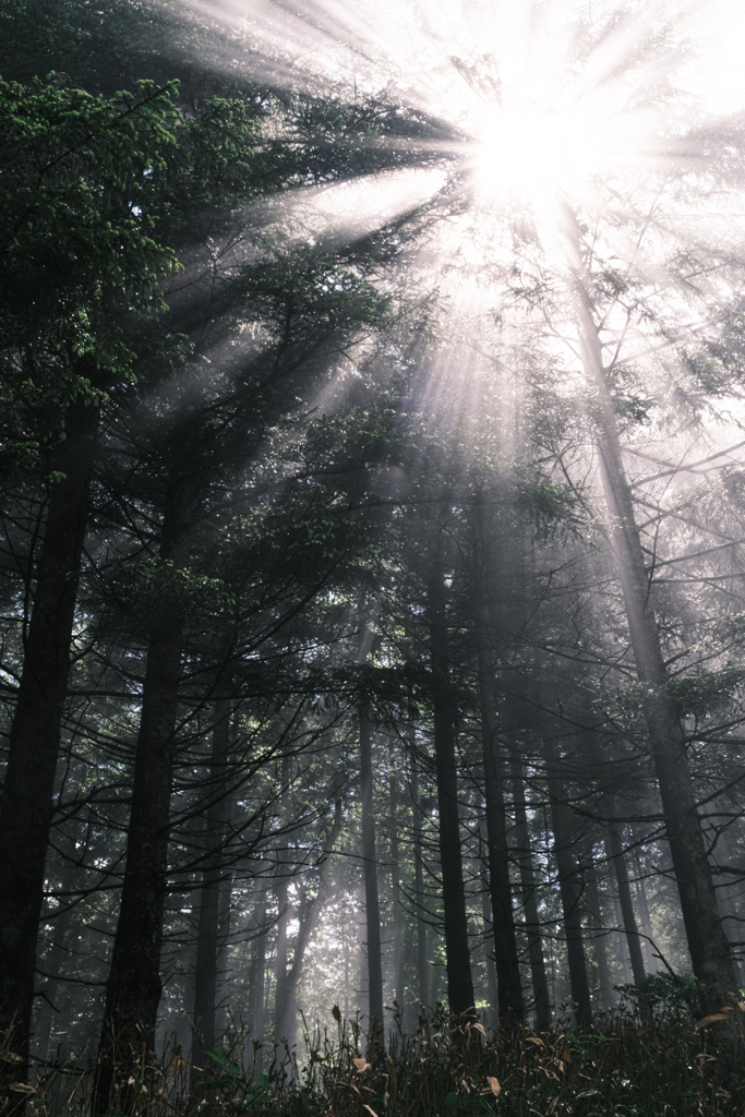 レンゲツツジと富士山＃７