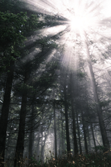 レンゲツツジと富士山＃７