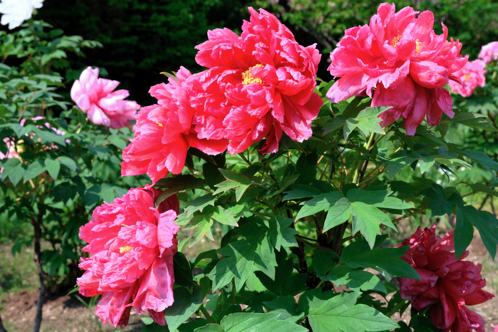 見頃を迎えた牡丹の花＃２