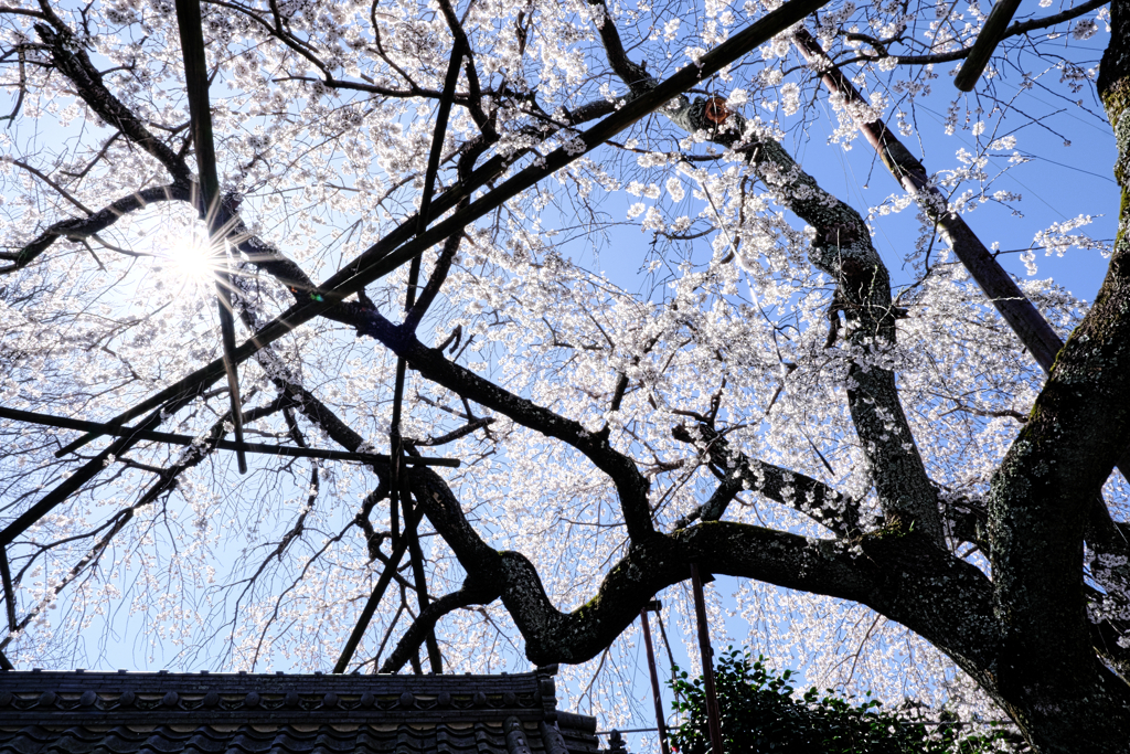 やっと咲き始めた枝垂れサクラ＃８