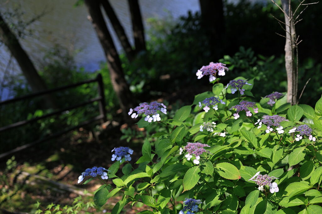 紫陽花が咲き始めた＃１