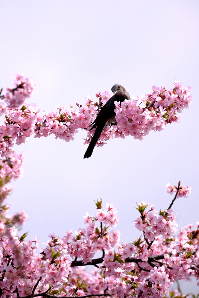 「ふれあいの道」河津桜が満開＃１０