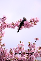 「ふれあいの道」河津桜が満開＃１０