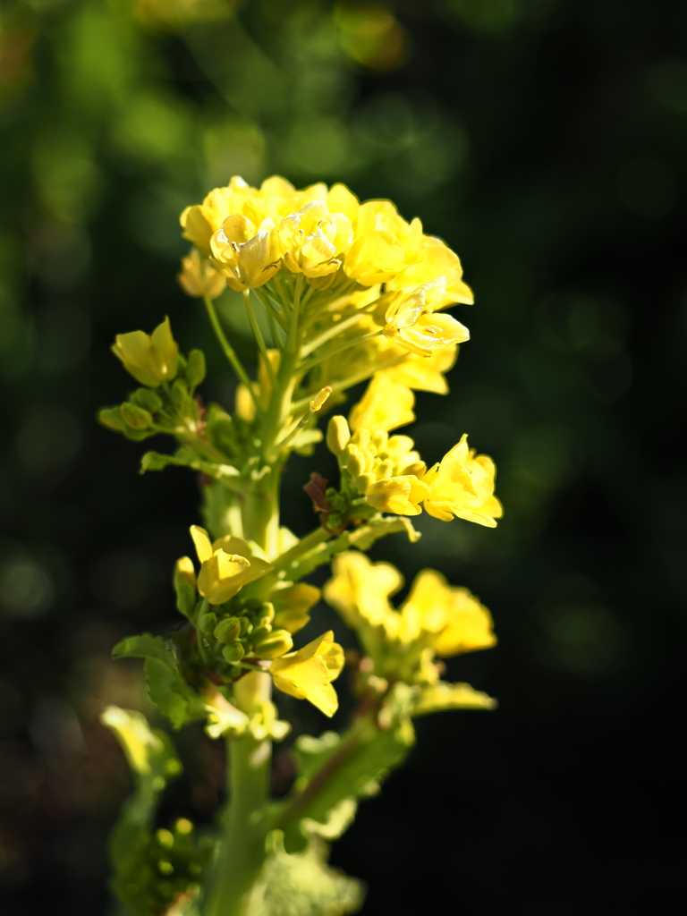 気持ちは晴れる菜の花＃３