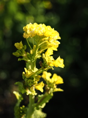 気持ちは晴れる菜の花＃３