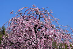 枝垂れサクラが満開＃１２