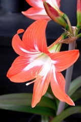 春うらら・花たちが咲き揃う＃８